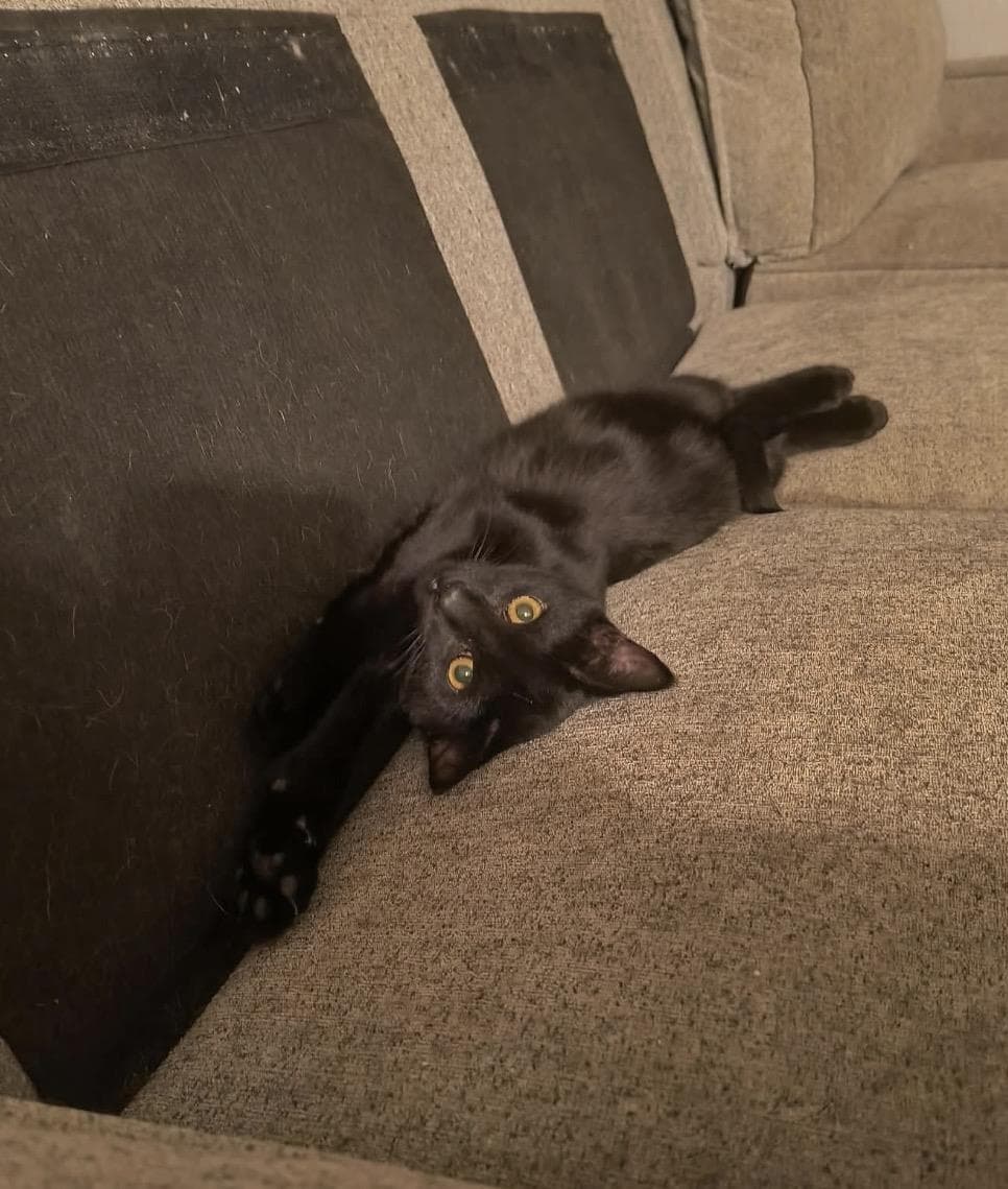 Midnite Nightfall - Domestic Short Hair