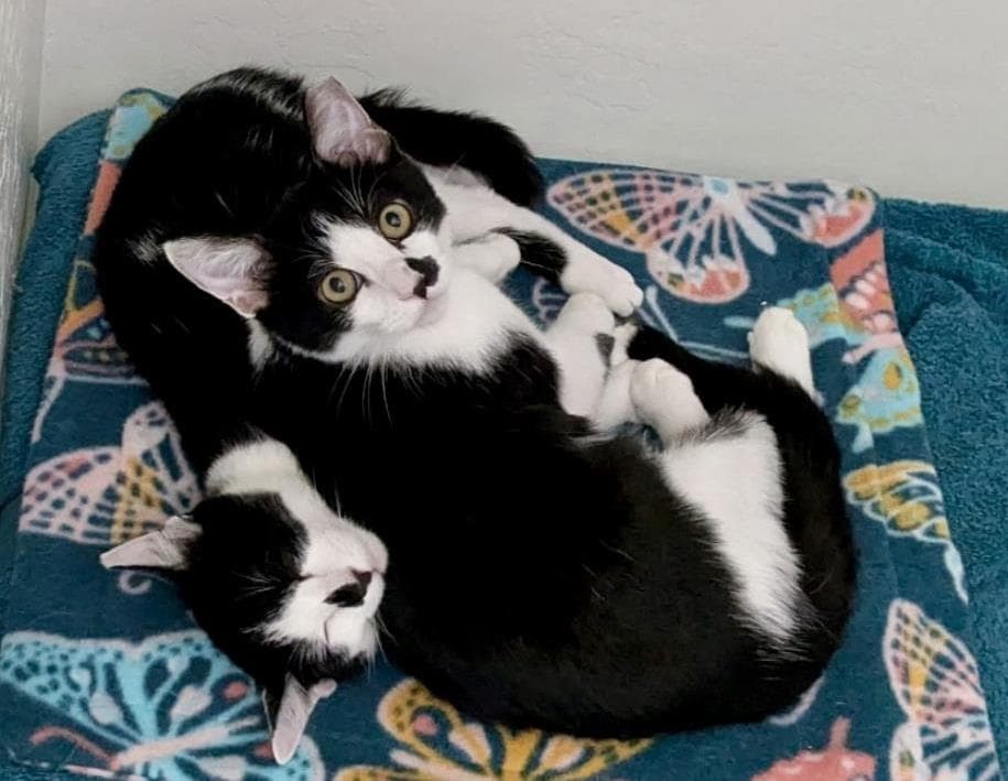 Eunie Lighthouse Bonded With Richeh - Domestic Short Hair