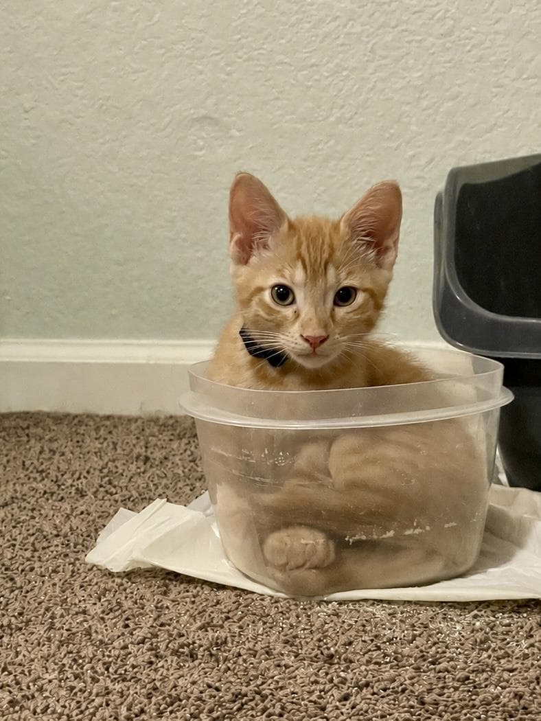 Billy Bates - Tabby