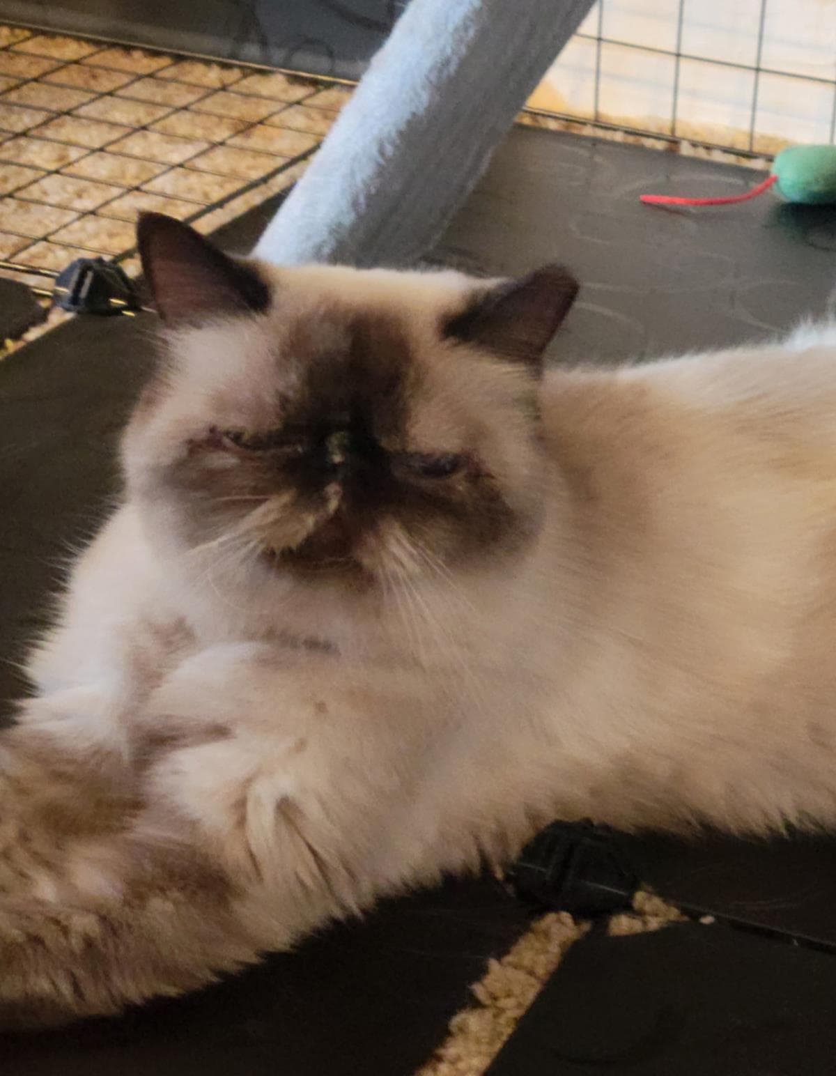 Baby Laddie - Domestic Medium Hair