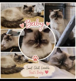 Baby Laddie image 4