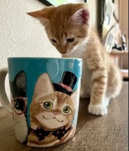 Peanut Pie - Tabby
