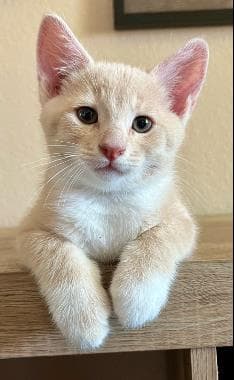 Puff Pie - Tabby