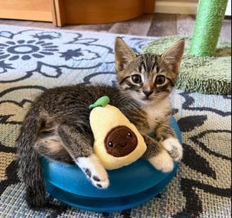 Warrior Pie - Tabby