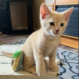 Blondie Pie - Tabby
