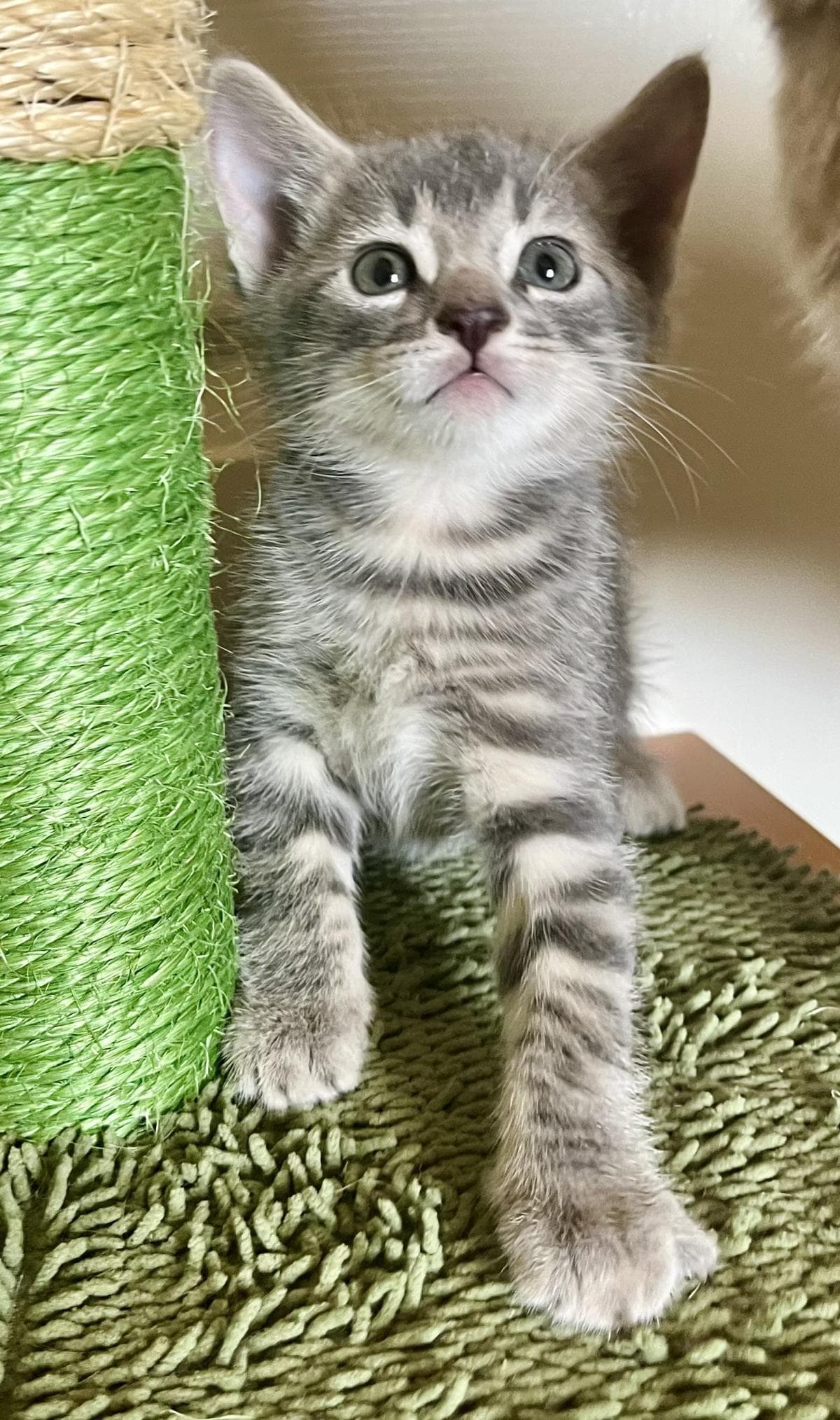 Blue Pie - Tabby