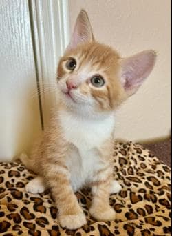 Pinto Pie - Tabby