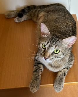 Saint Lucy Pie - Tabby