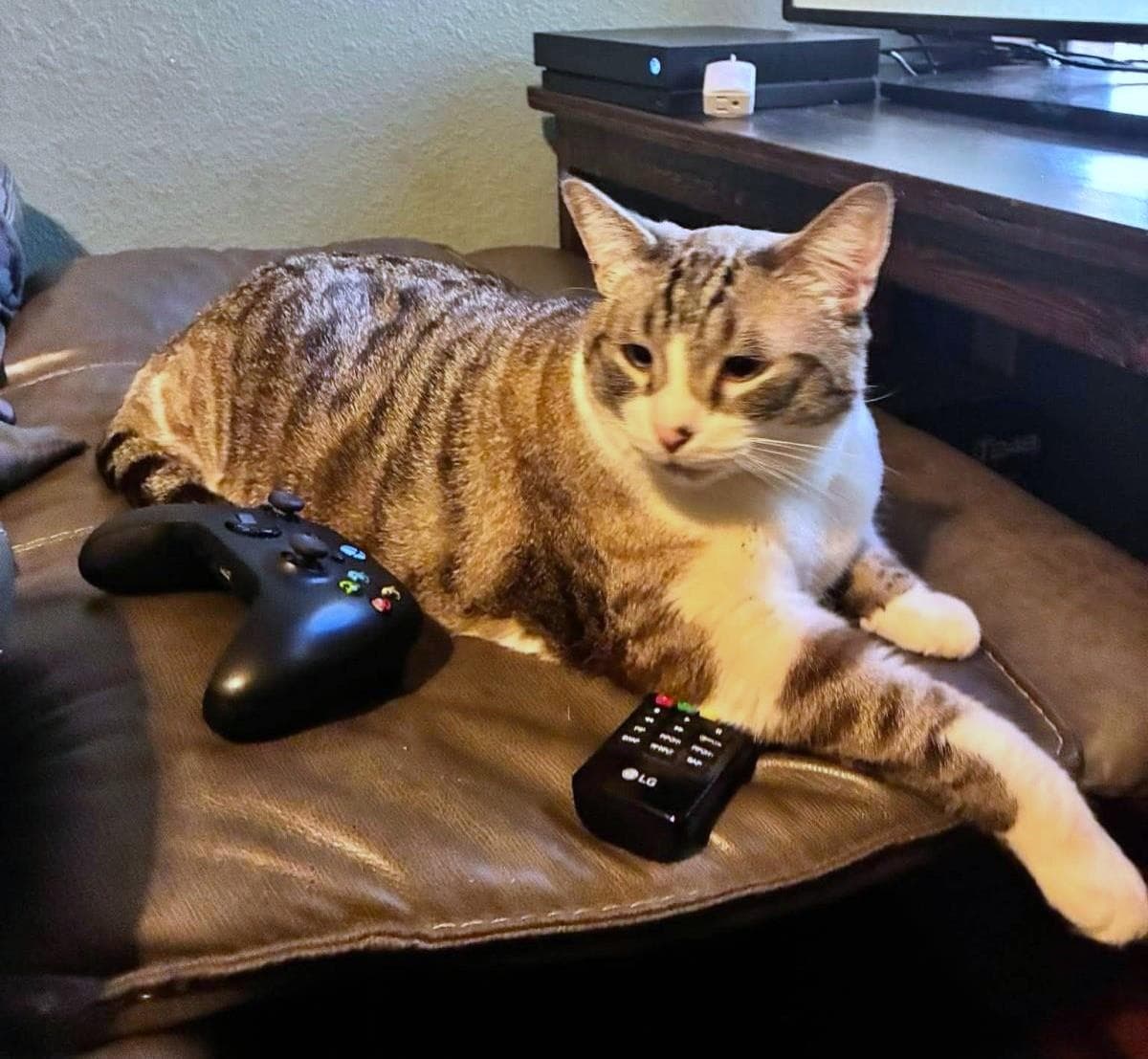 Simon Muffinmaker Bonded With Marshmallow - Domestic Short Hair