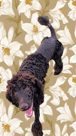 Koco Moe image 1
