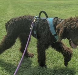 Koco Moe image 3