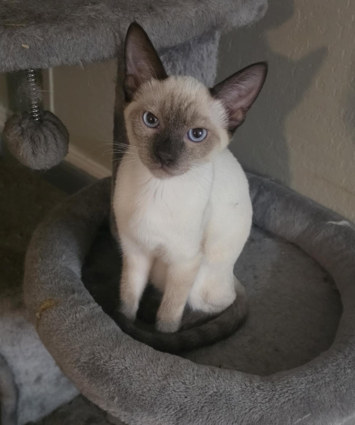 Aster Harness - Domestic Short Hair