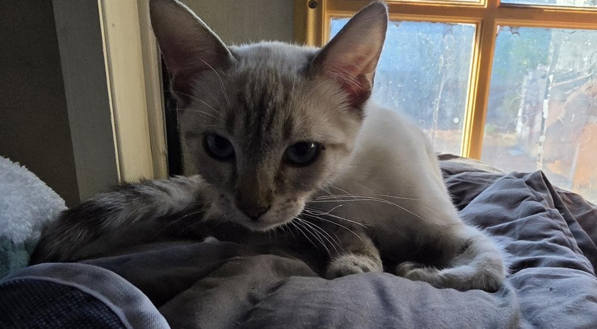 Anise Harness - Domestic Short Hair