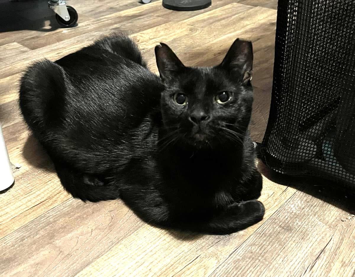 Pedro Martinez - Domestic Short Hair
