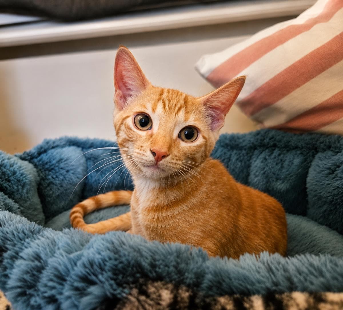 Steven Smooshies - Domestic Short Hair