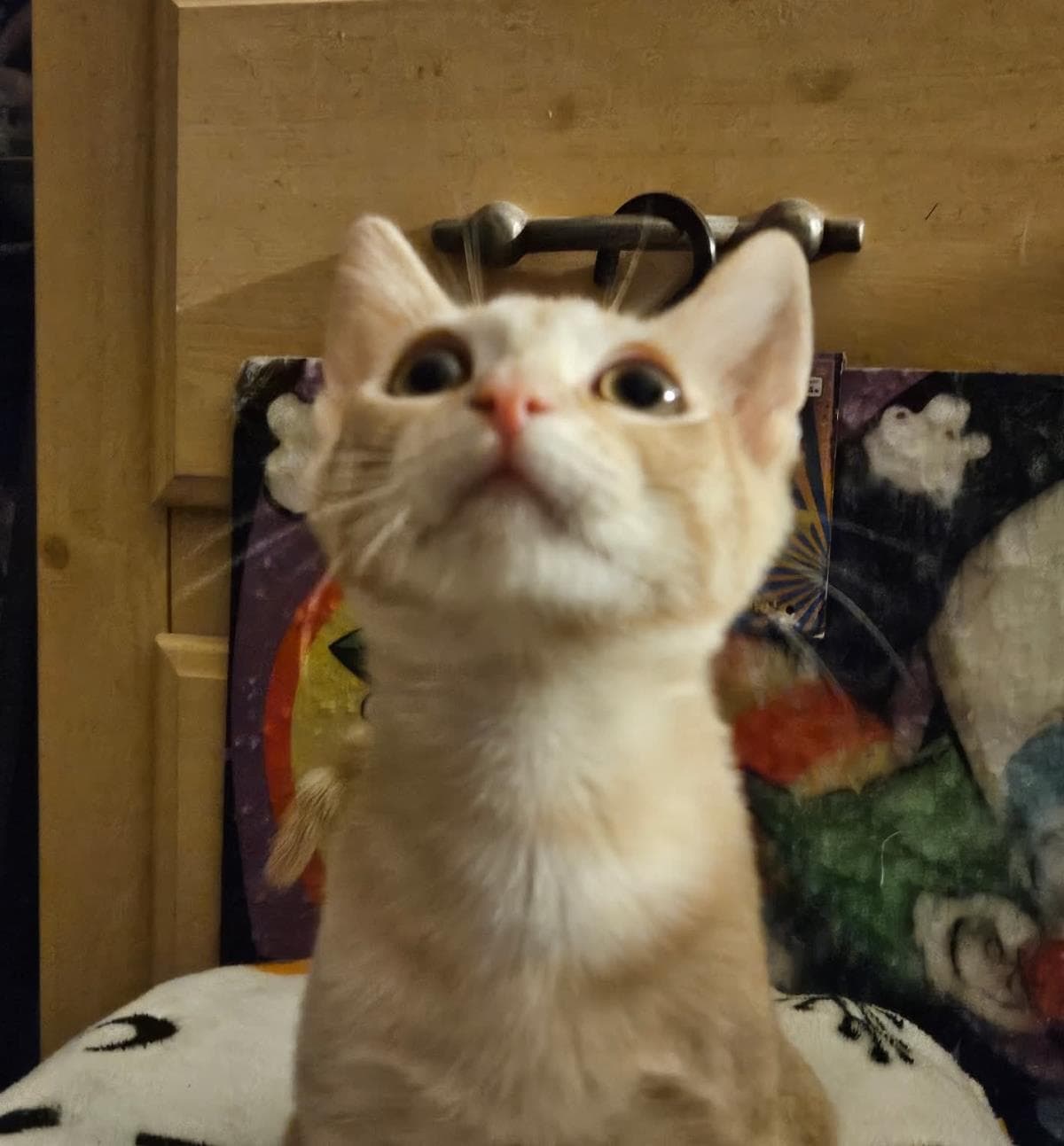 Susan Smooshies - Domestic Short Hair