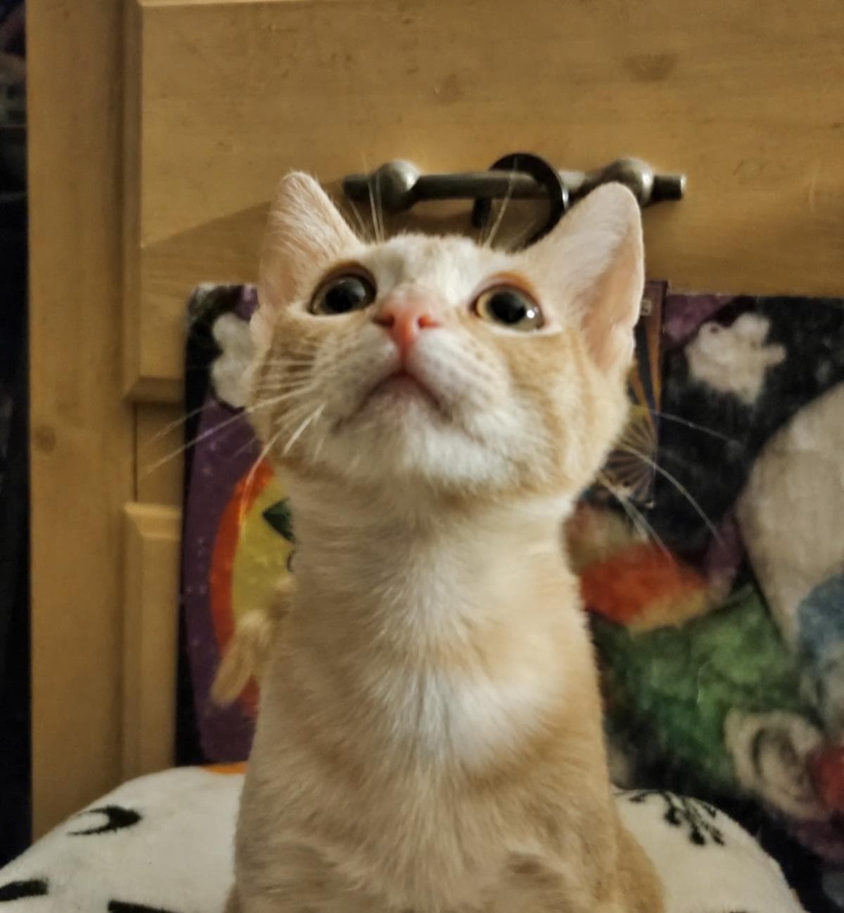 Susan Smooshies - Domestic Short Hair