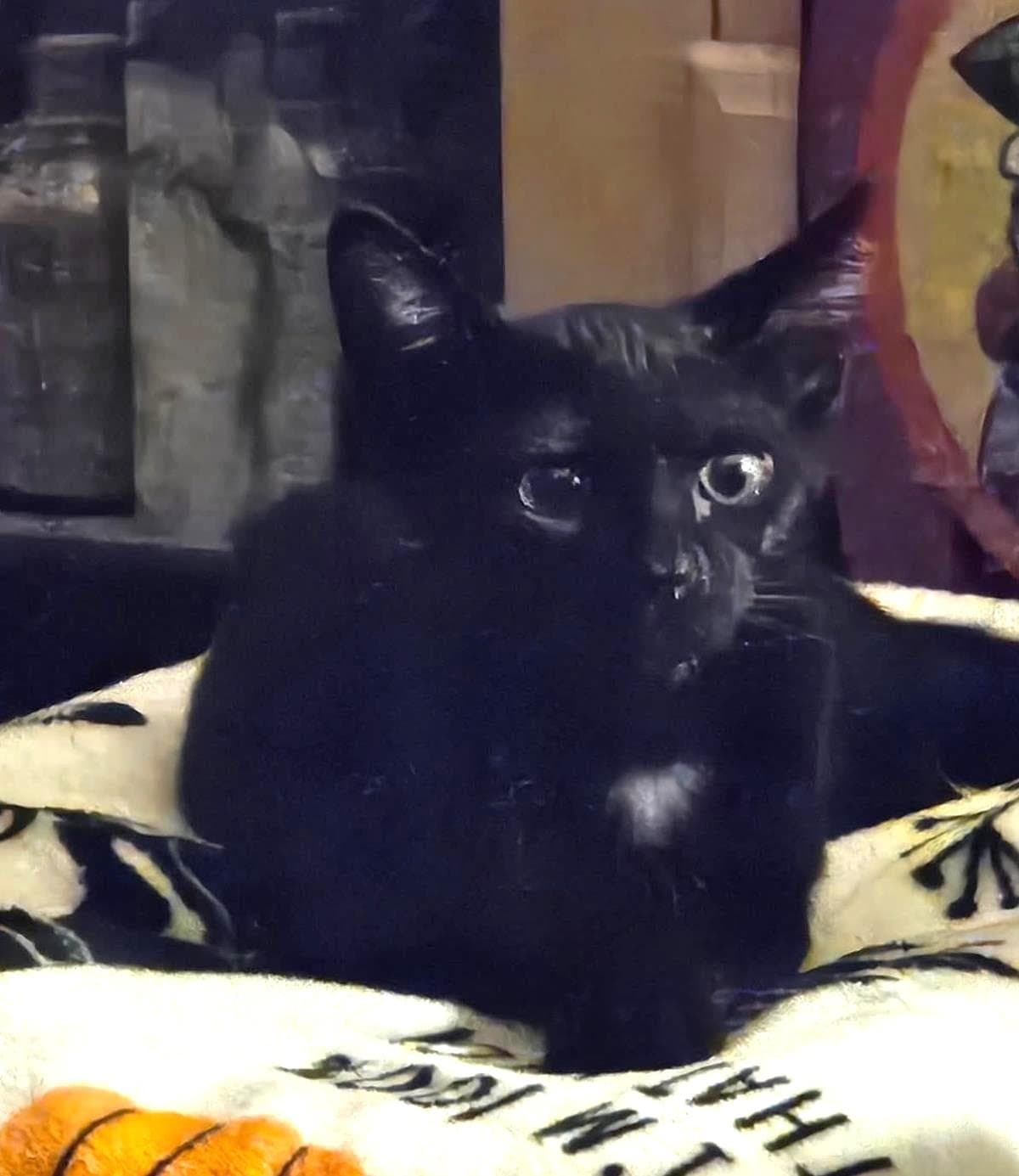 Sebastian Smooshies - Domestic Short Hair