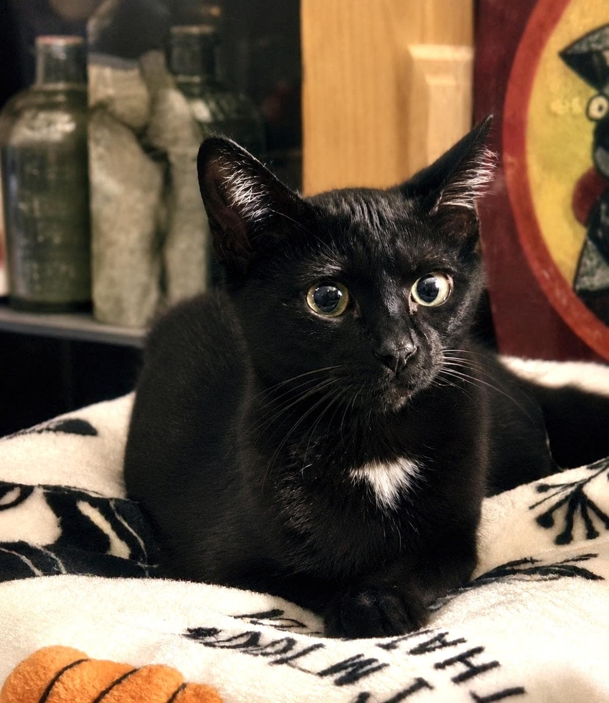 Sebastian Smooshies - Domestic Short Hair