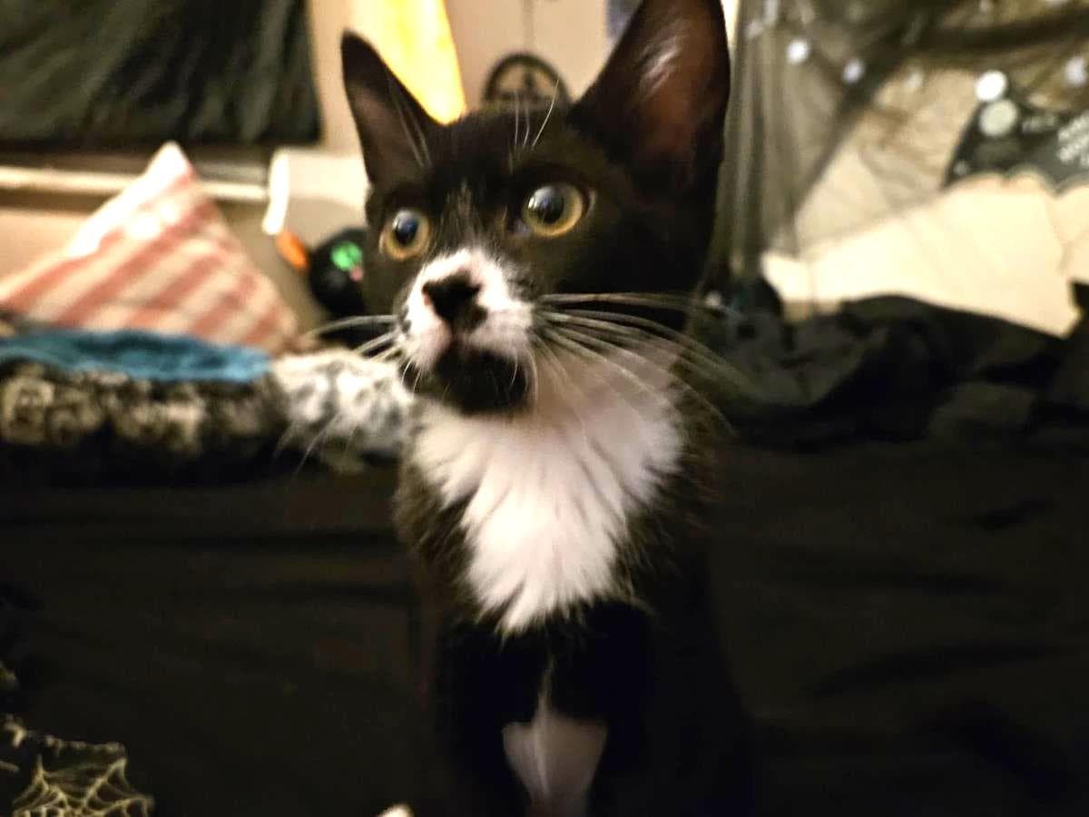 Scott Smooshies - Domestic Short Hair