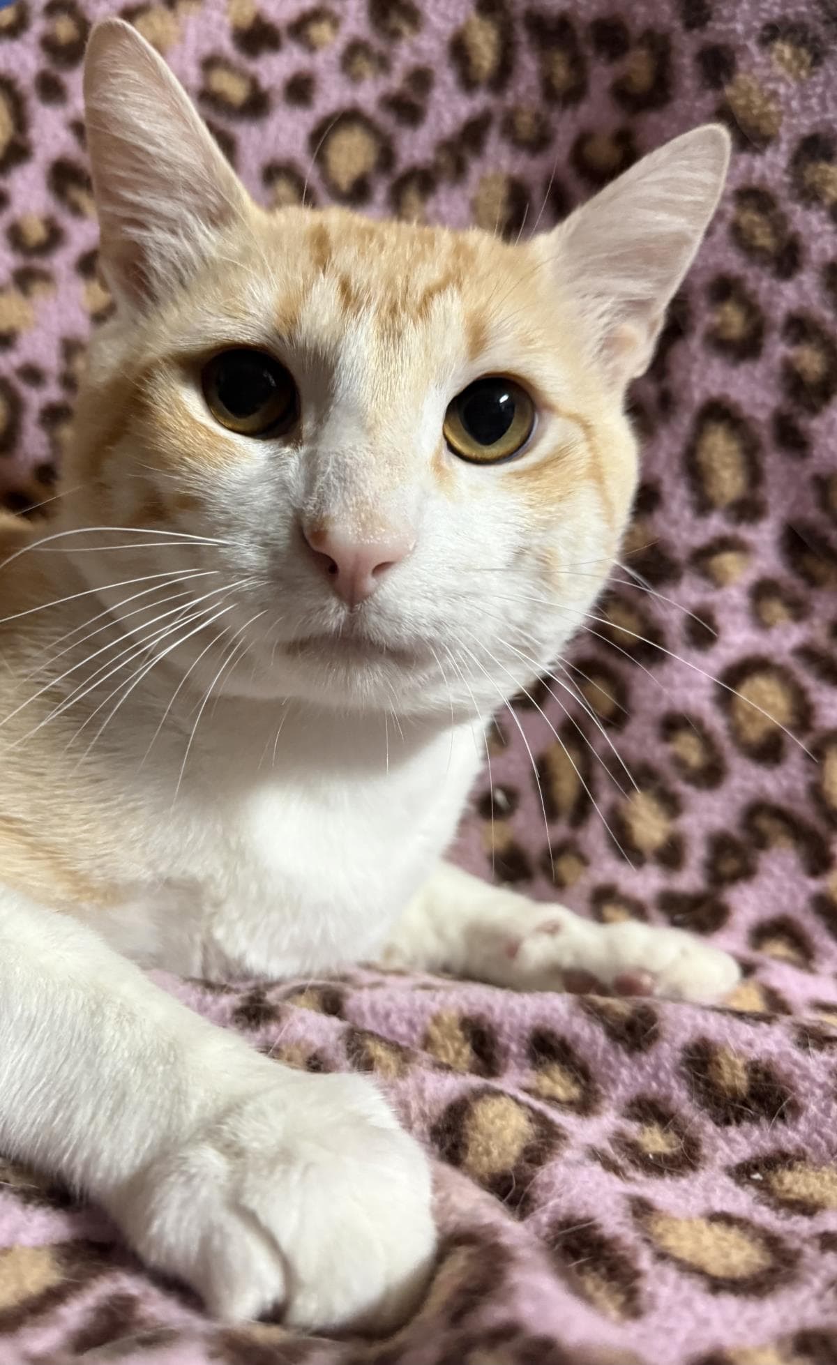 Macaroni Surprise - Tabby