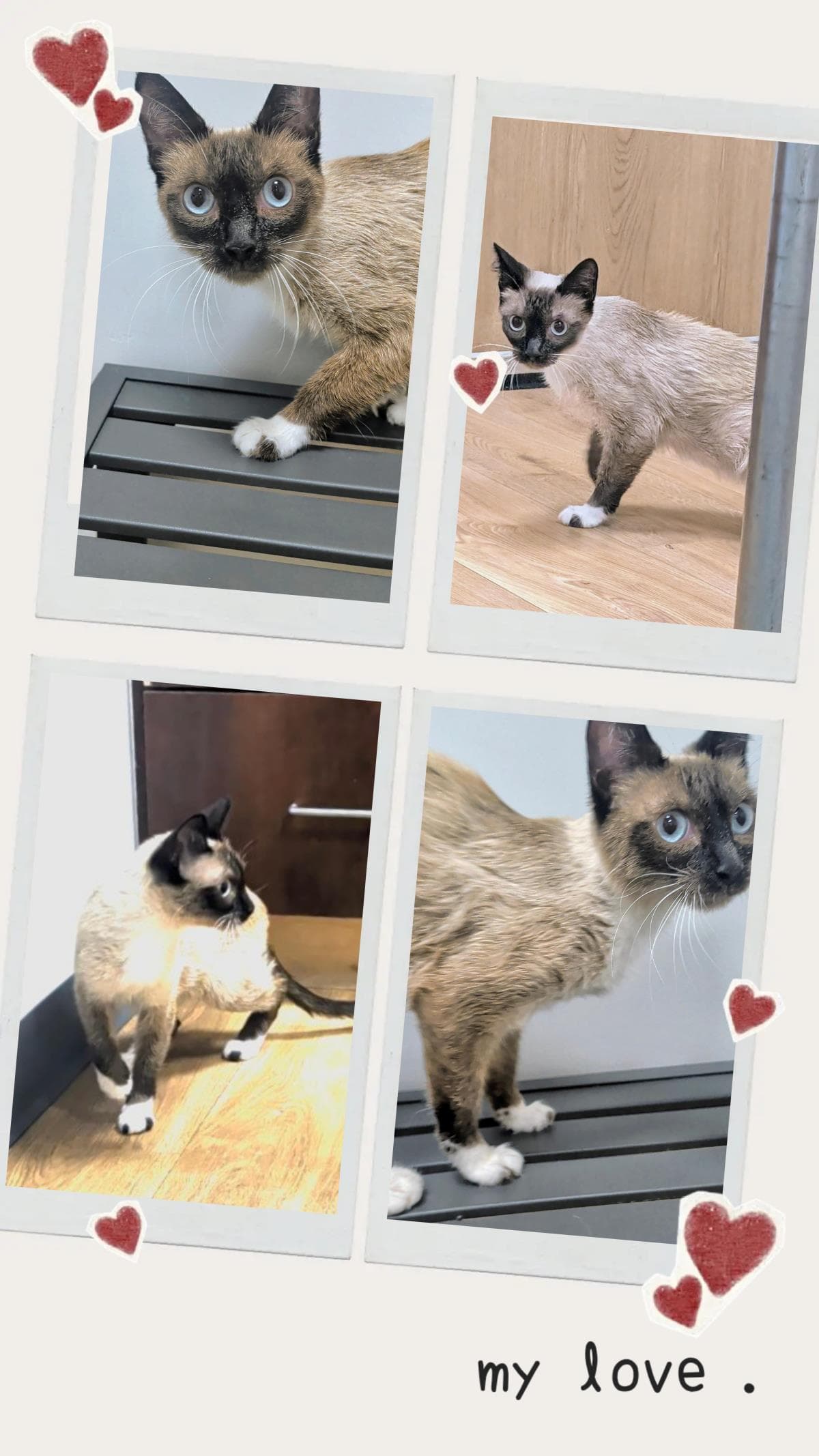 Mary Shino - Siamese