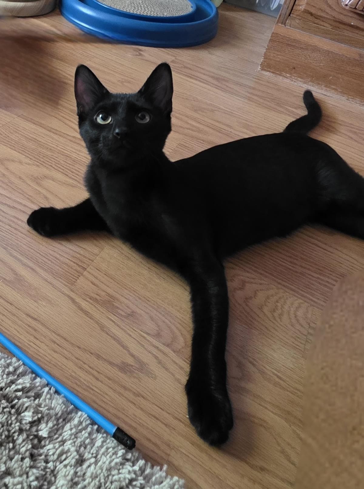 Bb King Le Pew - Domestic Short Hair
