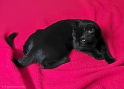 Bb King Le Pew image 2