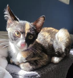 Penelope Le Pew image 1