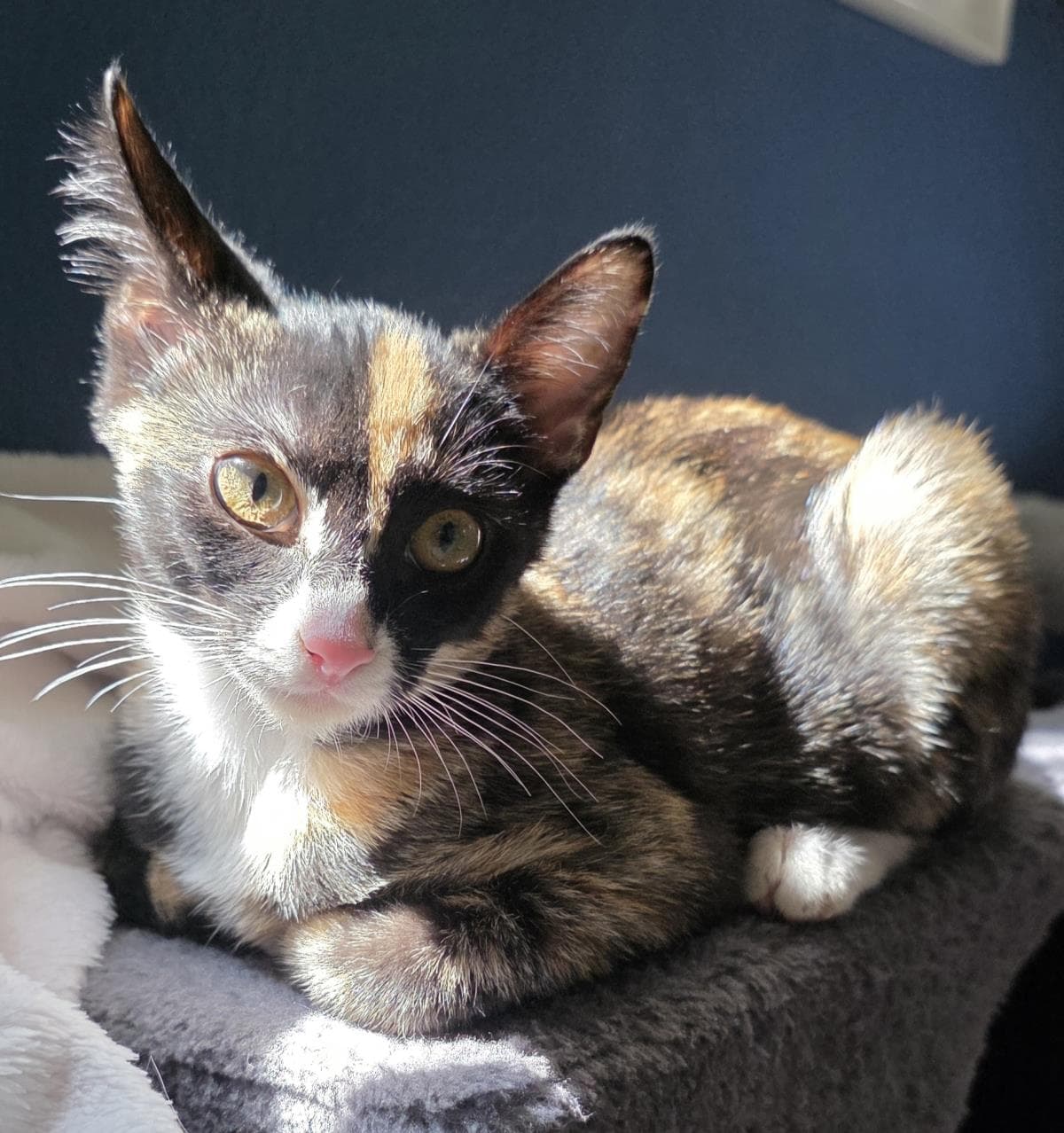 Penelope Le Pew - Domestic Short Hair