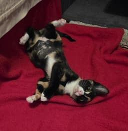 Penelope Le Pew image 2