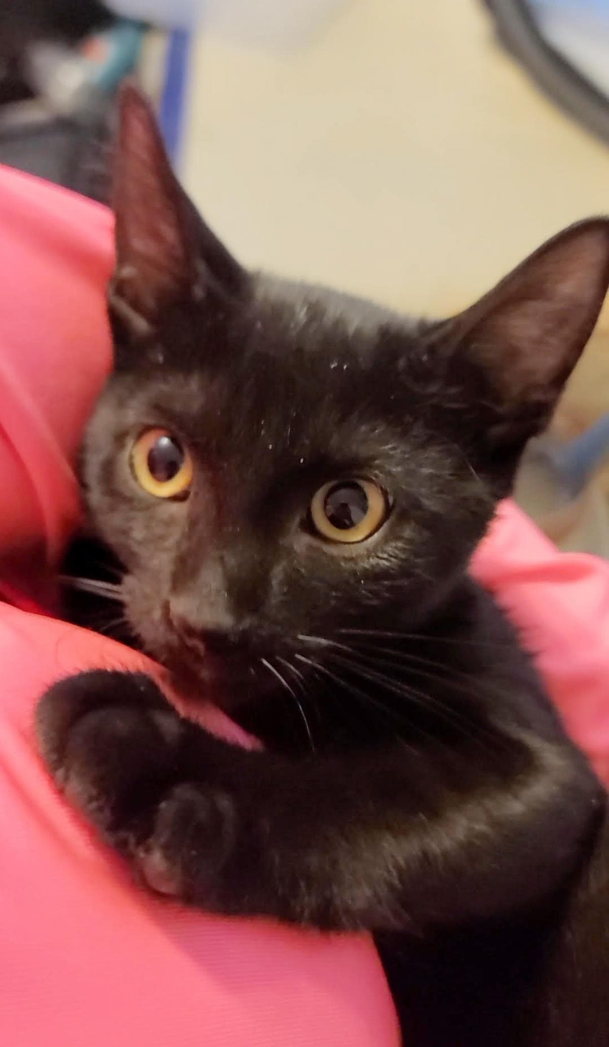 Harry Loving - Domestic Short Hair