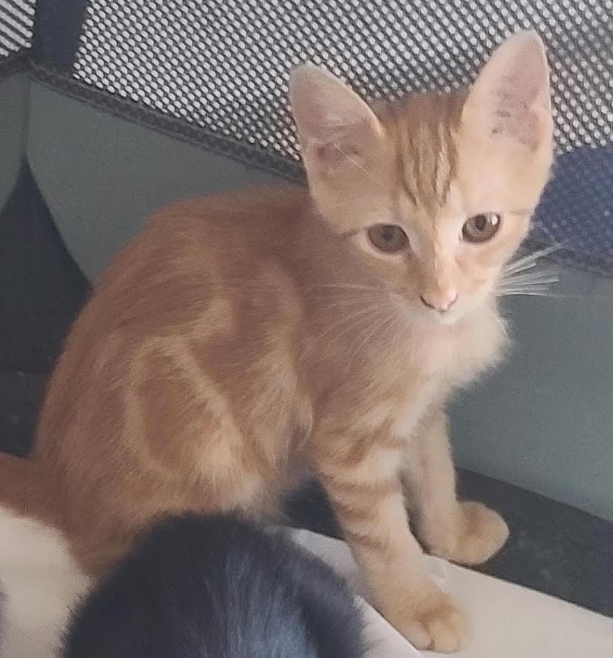 Ronald Loving - Domestic Short Hair
