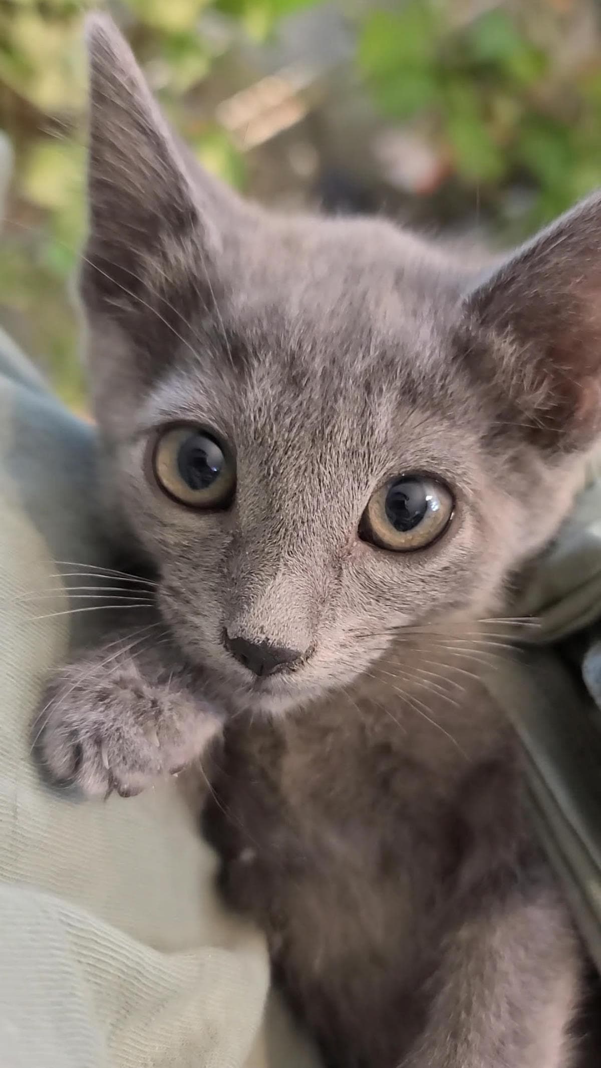 Hermes Loving - Domestic Short Hair