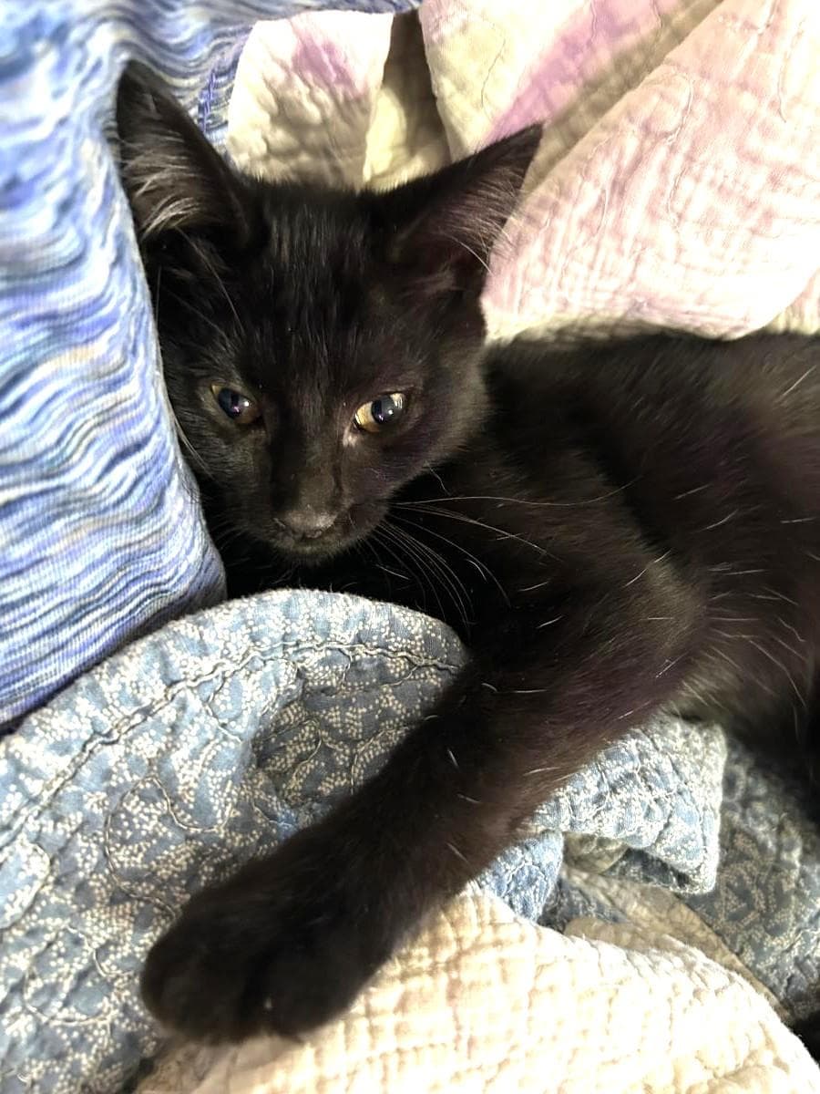 Porkie Pancakes - Domestic Short Hair