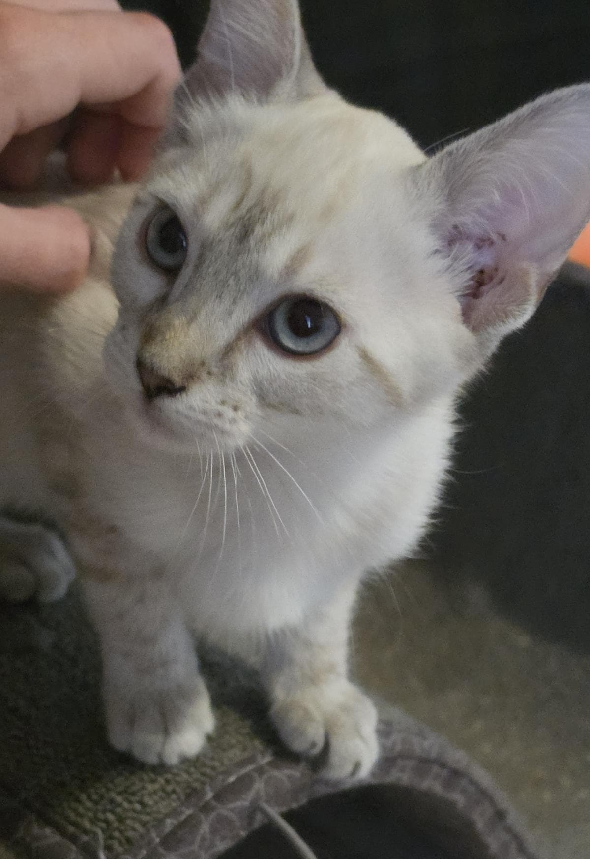 Iris Harness - Domestic Short Hair