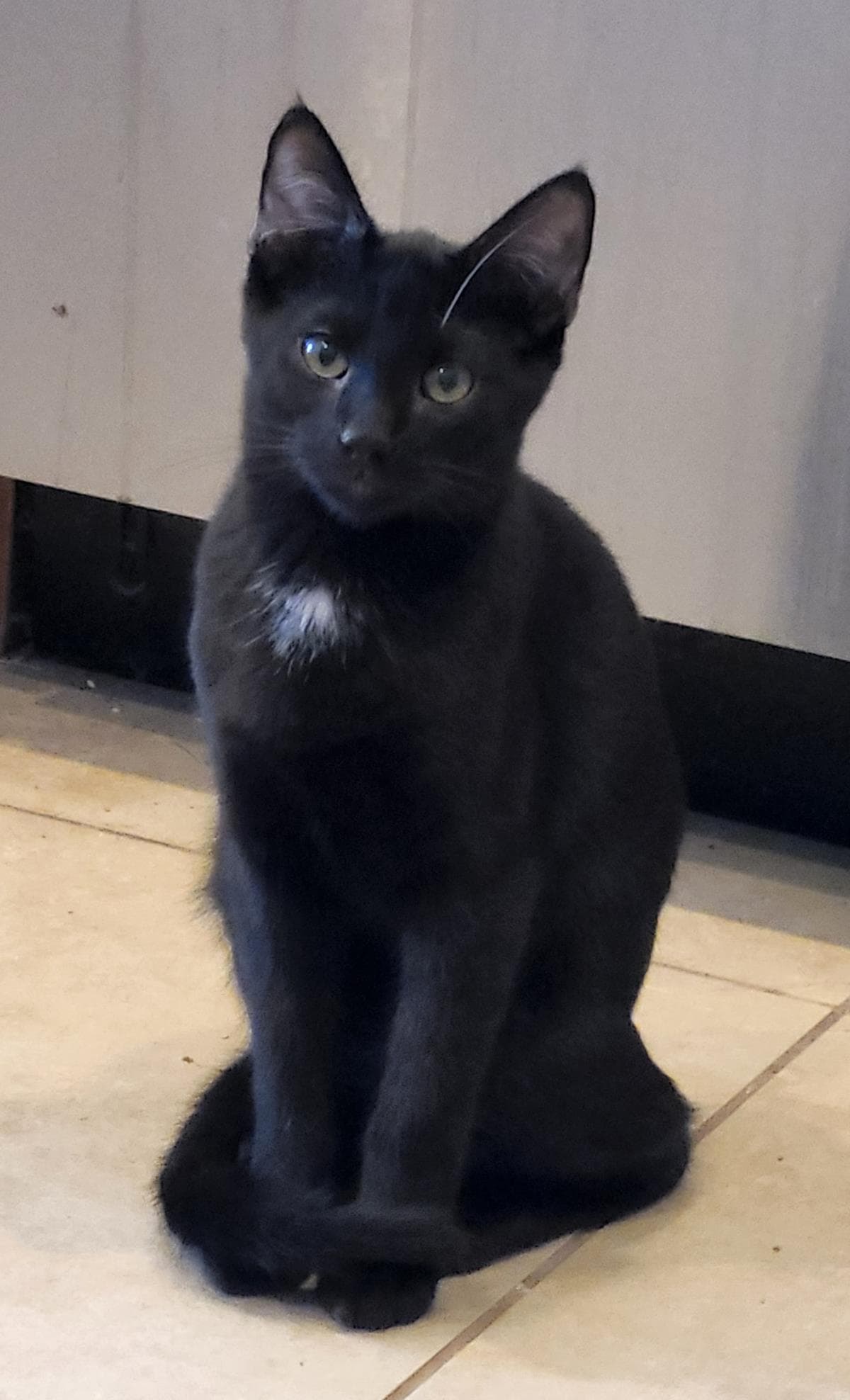 Goji Berri - Domestic Short Hair
