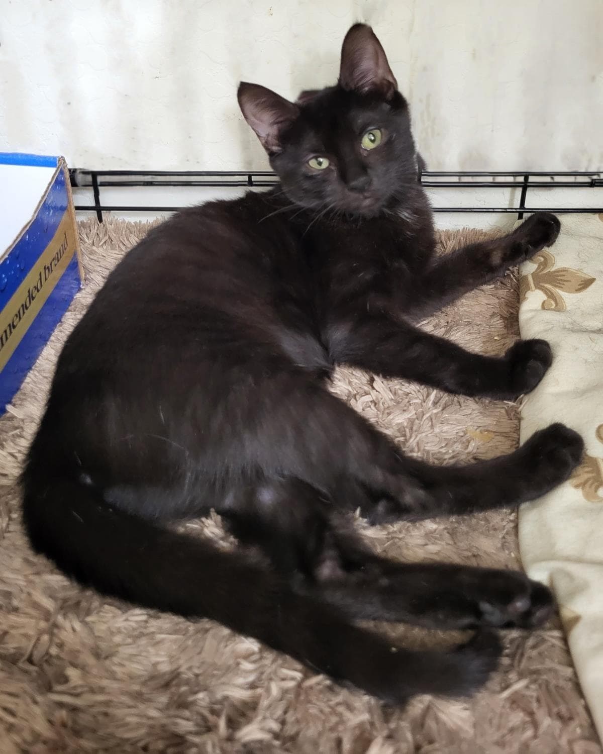 Guava Berri - Domestic Short Hair