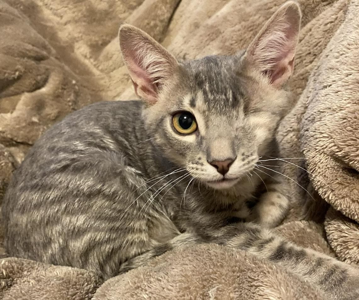 Trouble Tabby - Tabby