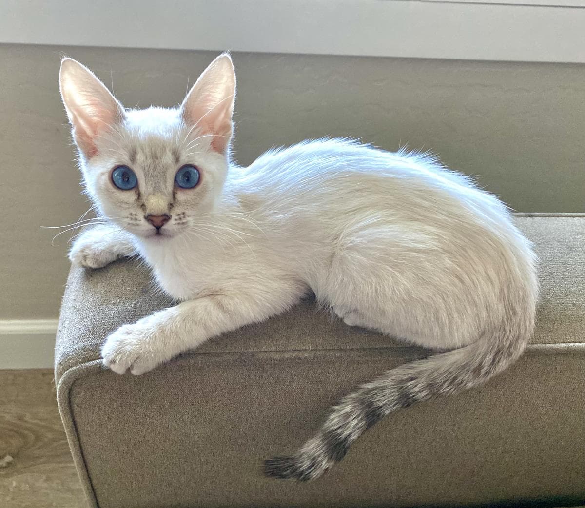 River Everdell - Siamese