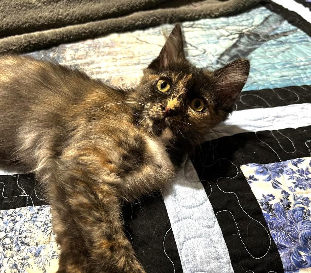 Mapley Pancakes - Tortoiseshell