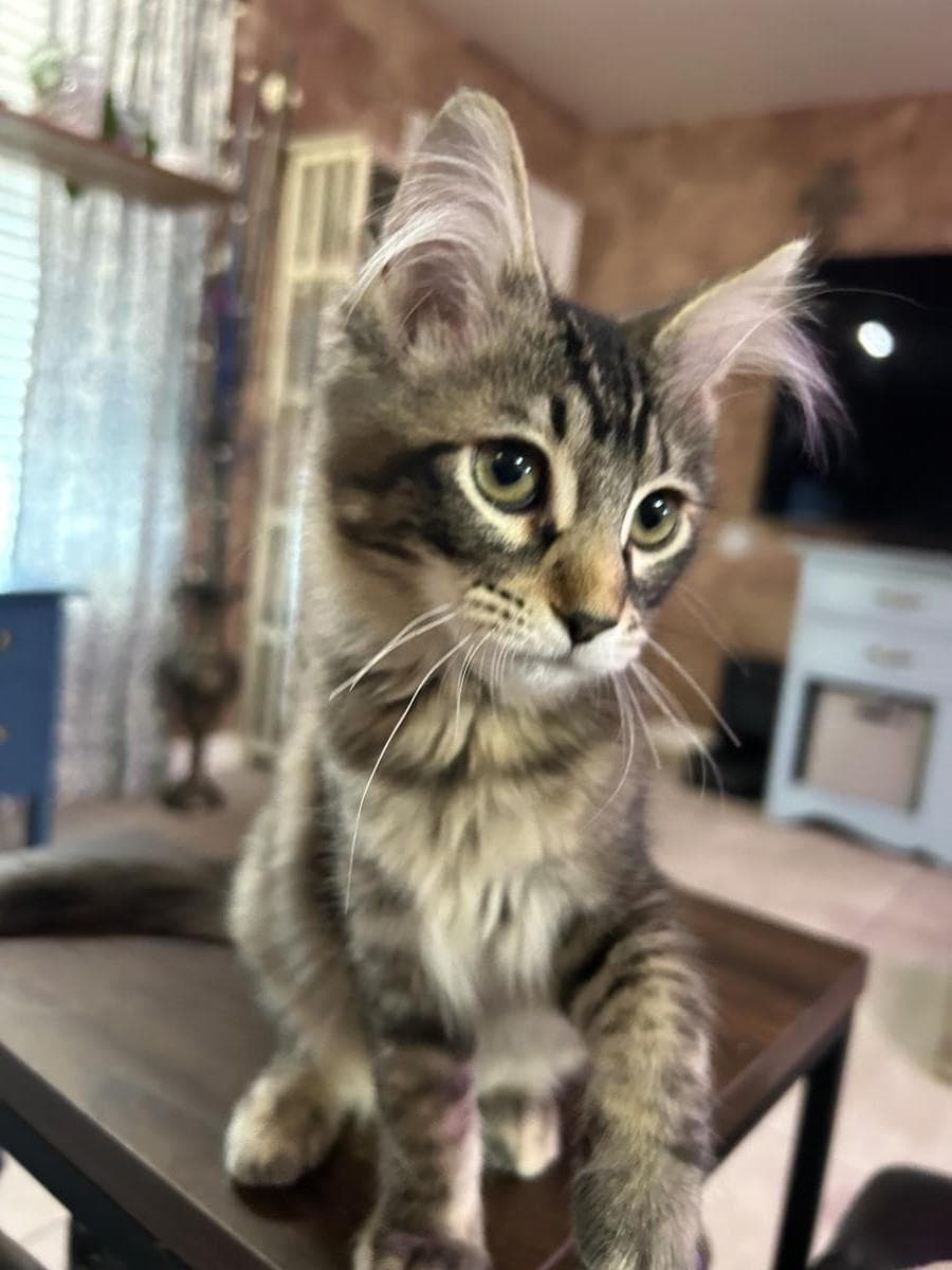 Yorky Pancakes - Tabby
