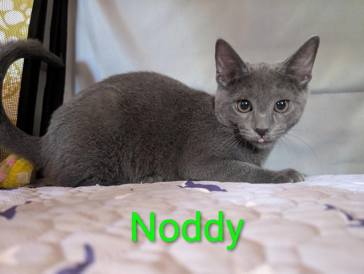 Noddy Heber - Domestic Short Hair