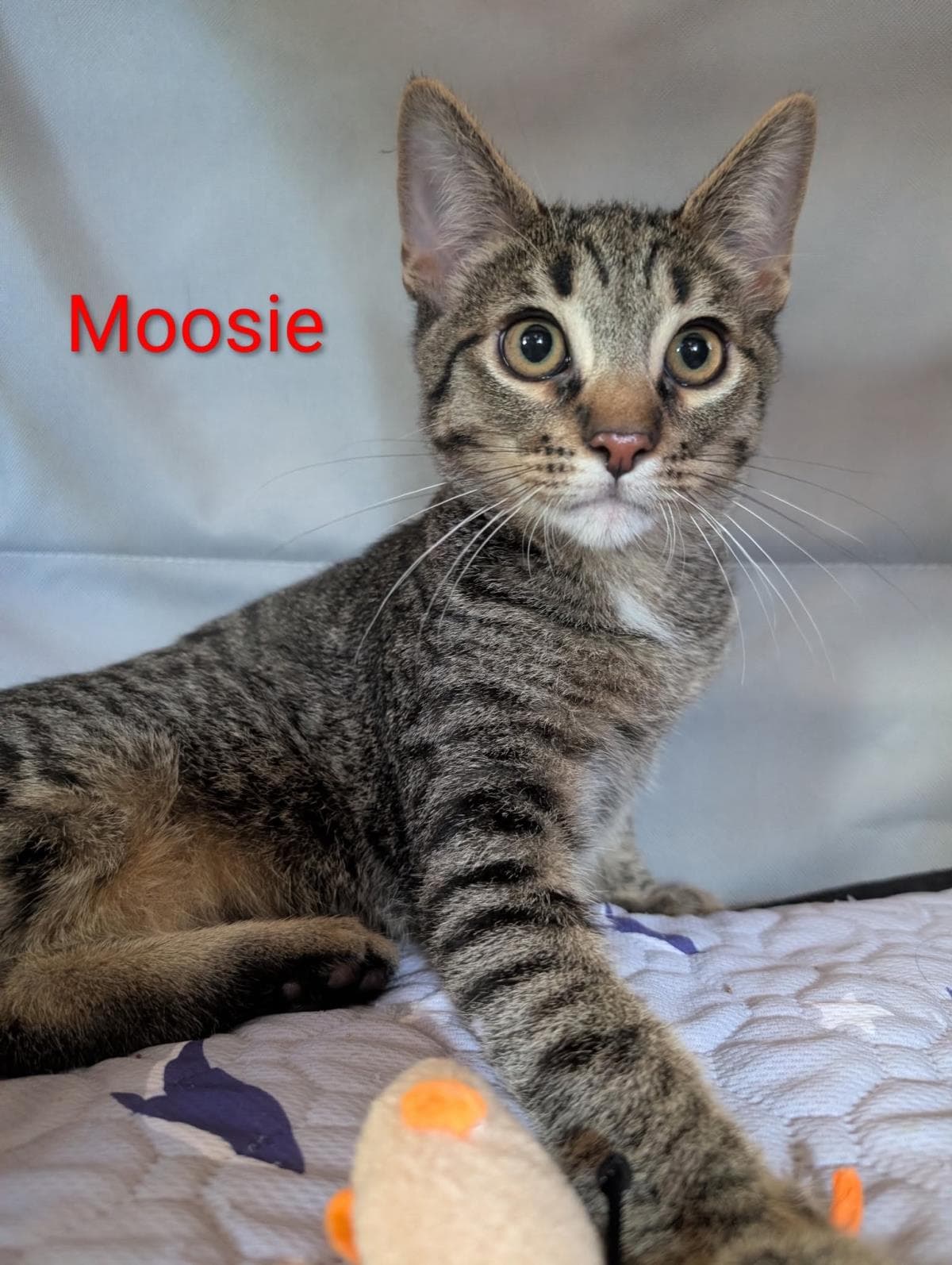 Moosie Heber - Tabby