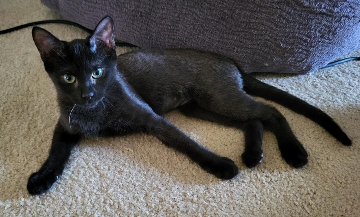 Kiwi Berri - Domestic Short Hair