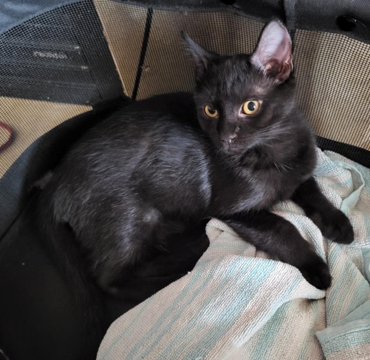 Goumi Berri - Domestic Short Hair