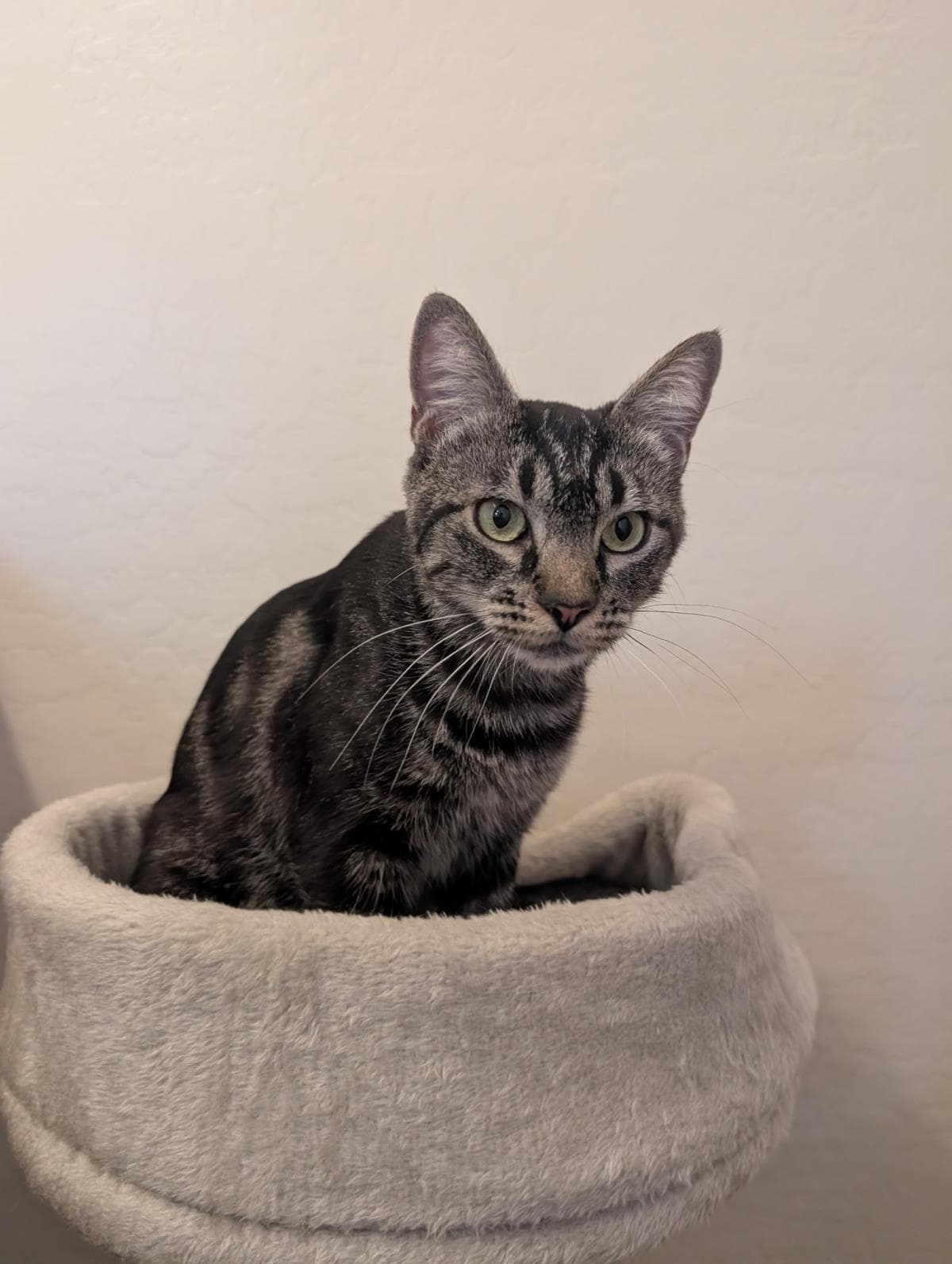 Cattail Everdell - Domestic Short Hair