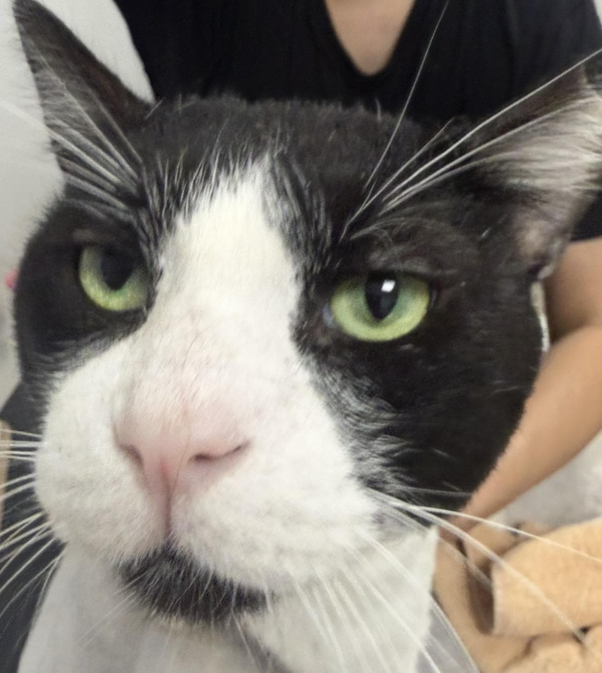 Bigtux La Casita - Tuxedo