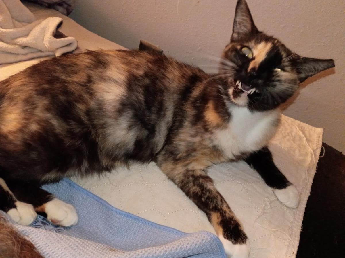 Holiday Meemaw - Domestic Short Hair