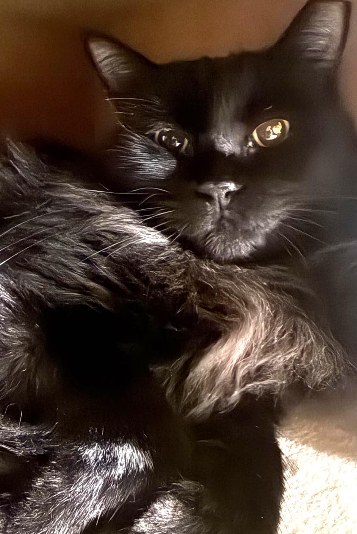 Wednesday Adams - Domestic Medium Hair